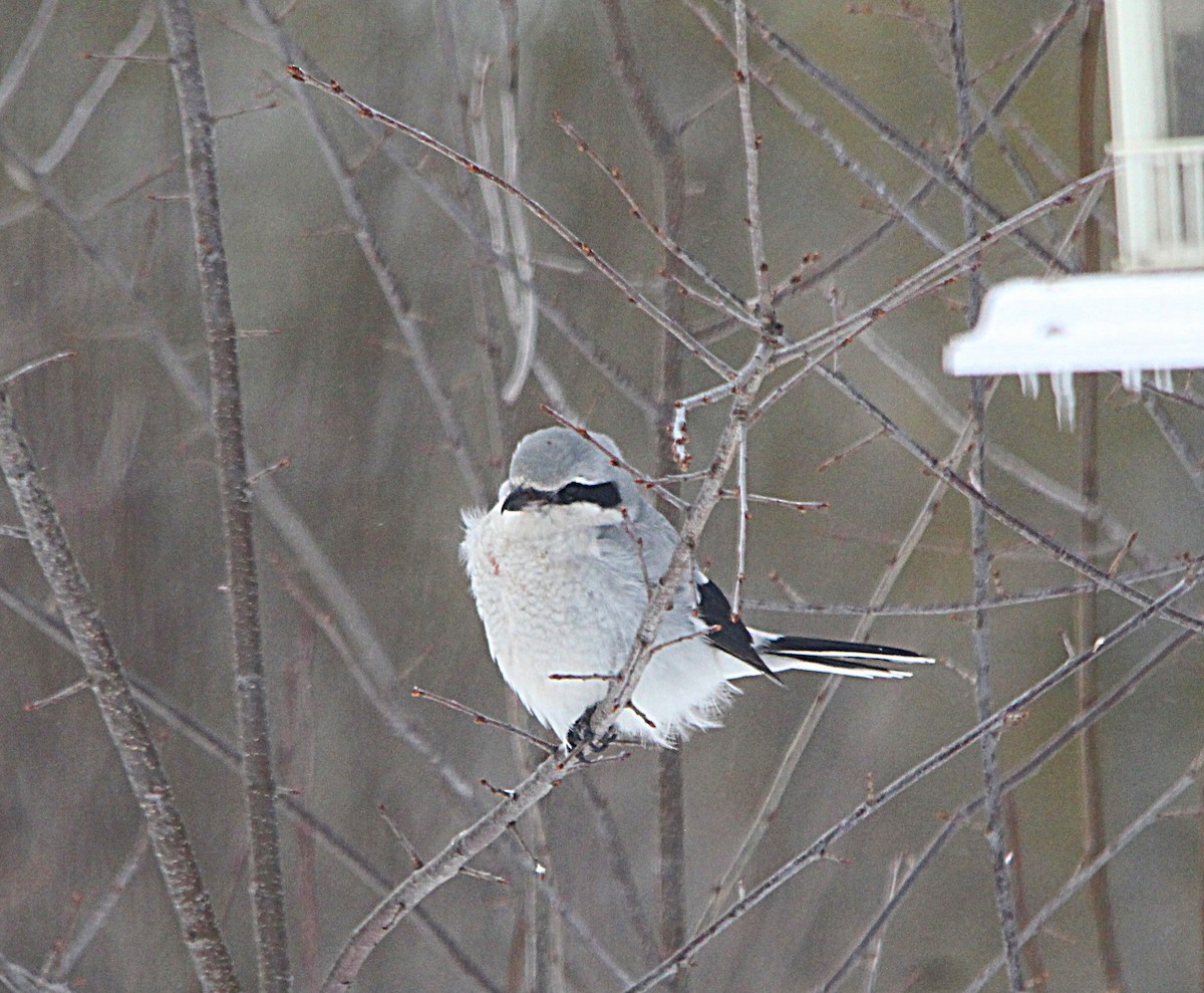 Northern Shrike - ML630314241
