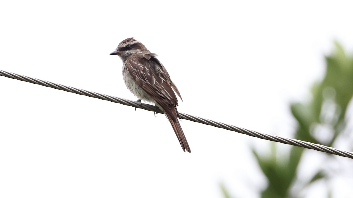 Variegated Flycatcher - ML630314255