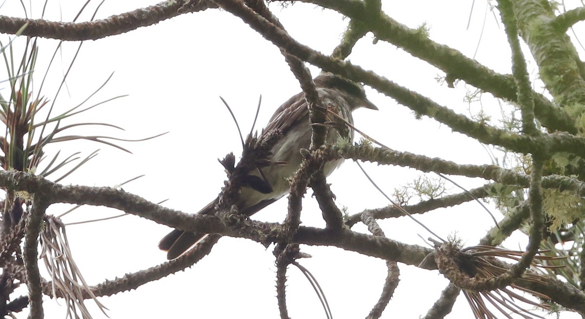 Variegated Flycatcher - ML630314256