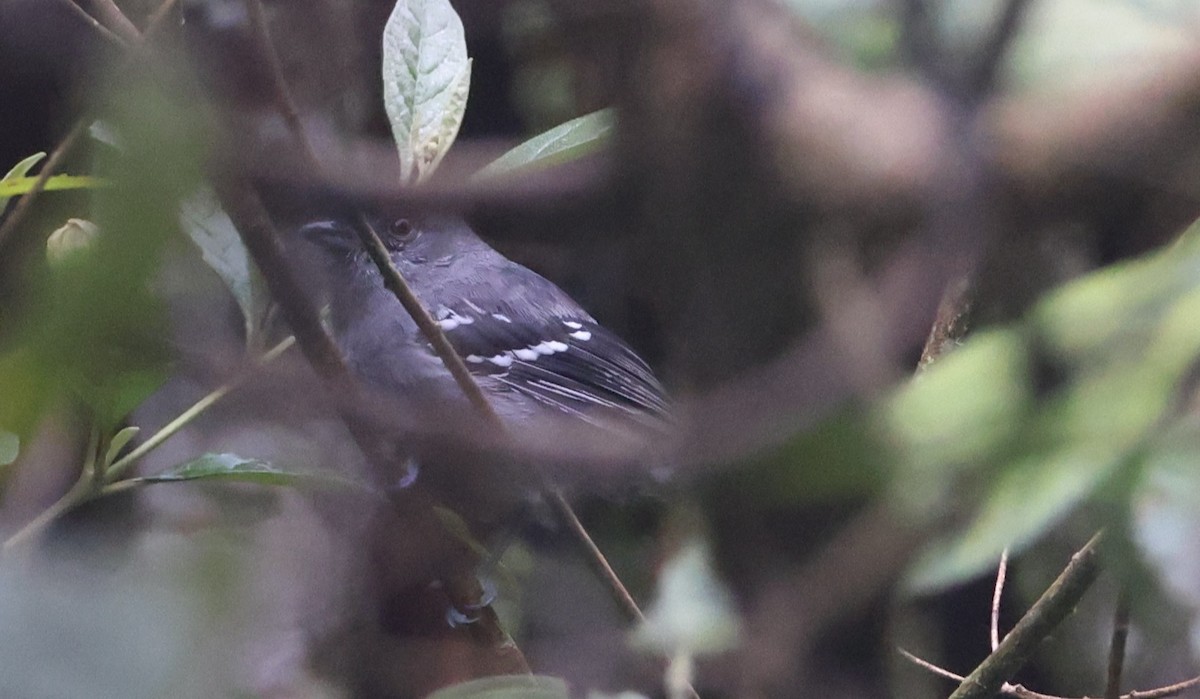 Variable Antshrike - ML630314261