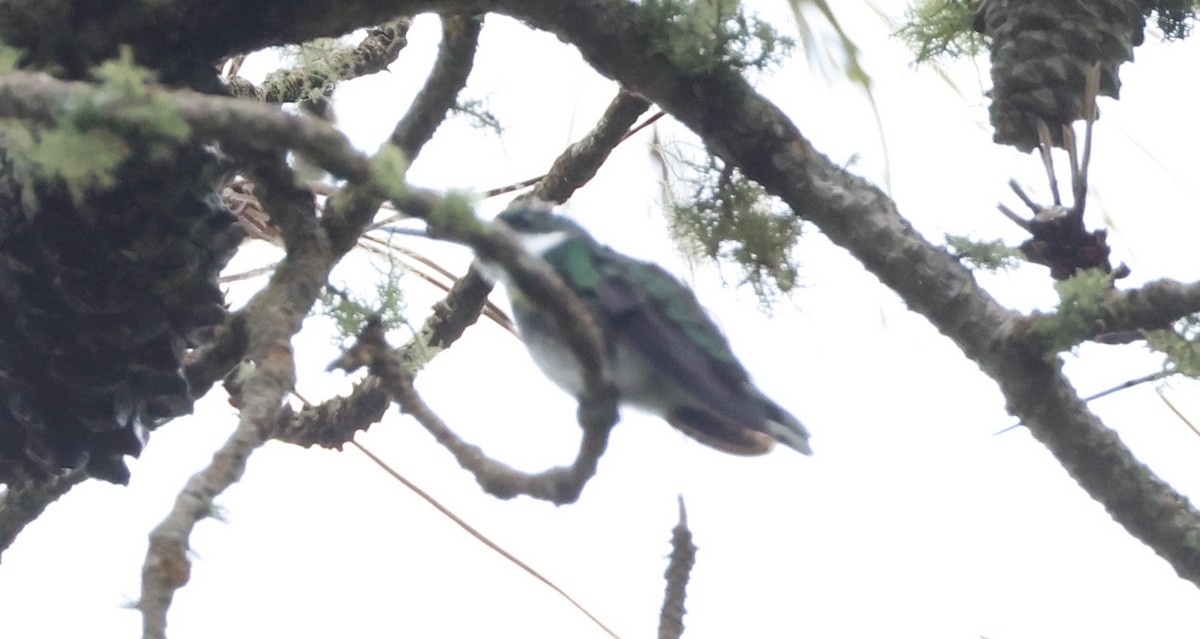 White-throated Hummingbird - ML630314268