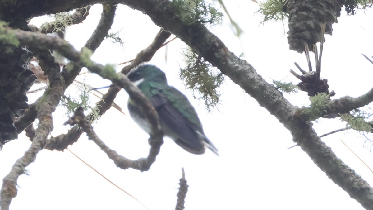 White-throated Hummingbird - ML630314269