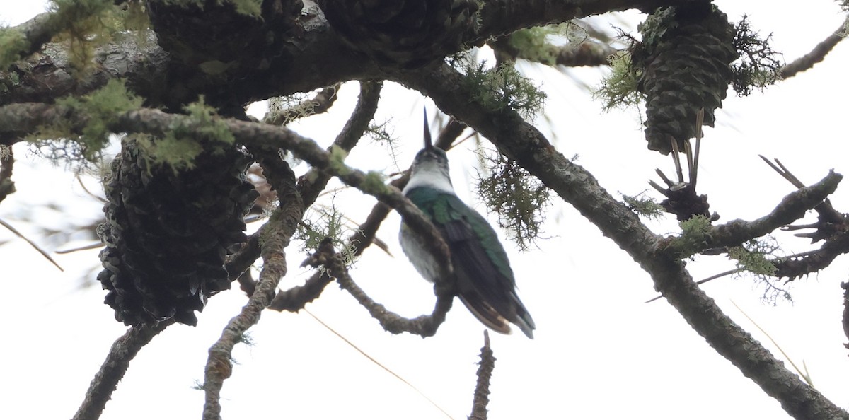 White-throated Hummingbird - ML630314270