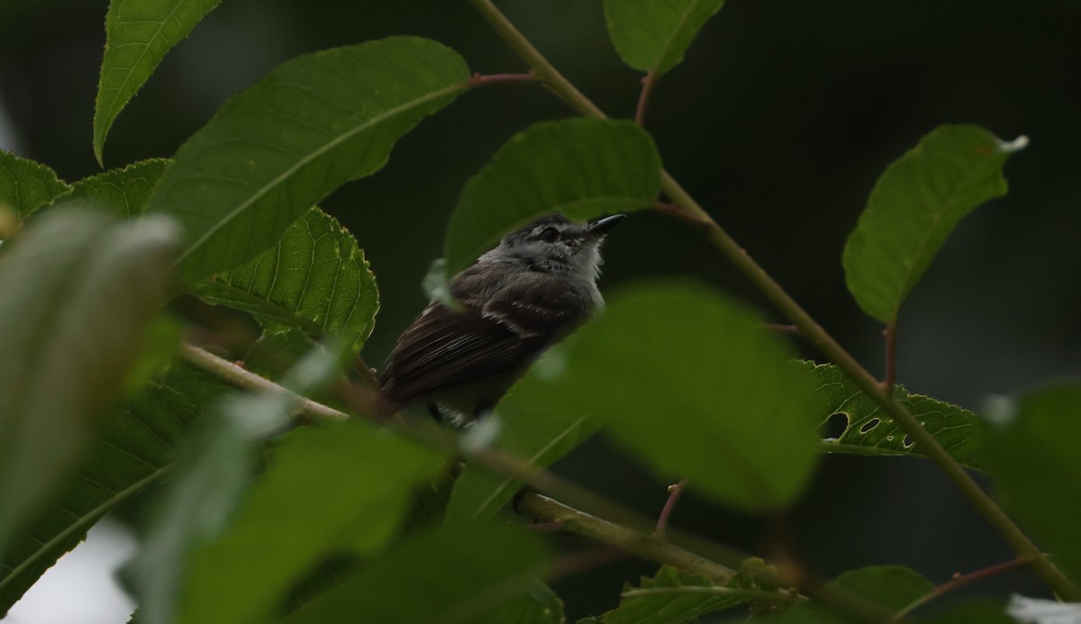 White-crested Tyrannulet - ML630314285