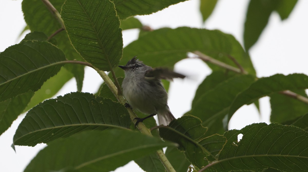 White-crested Tyrannulet - ML630314286