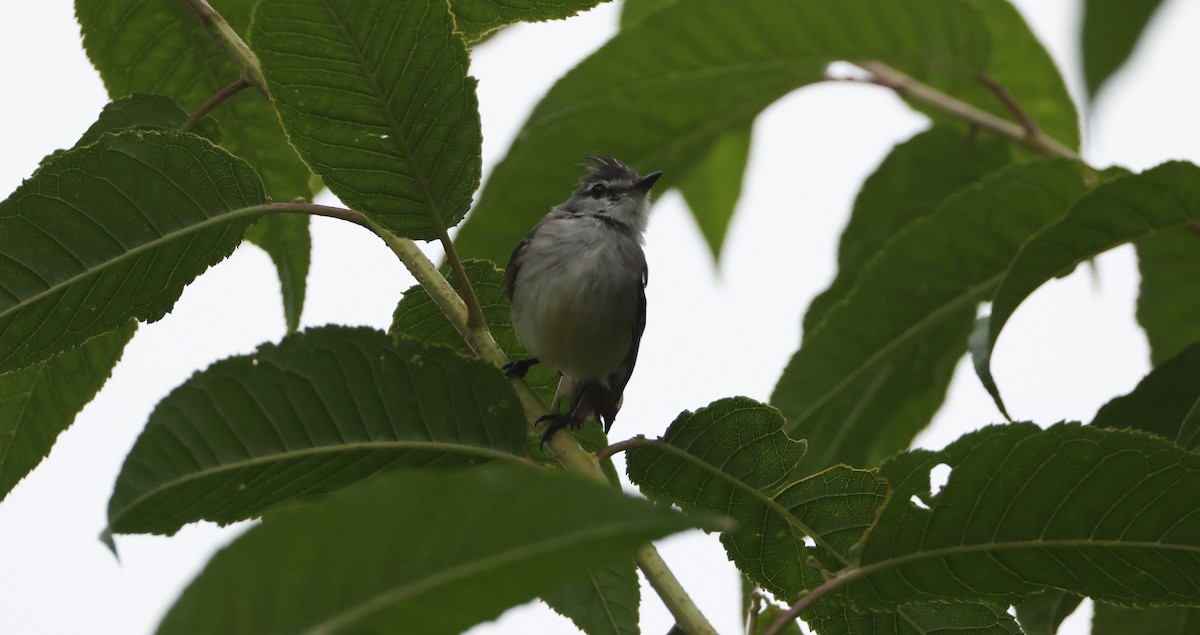 White-crested Tyrannulet - ML630314288