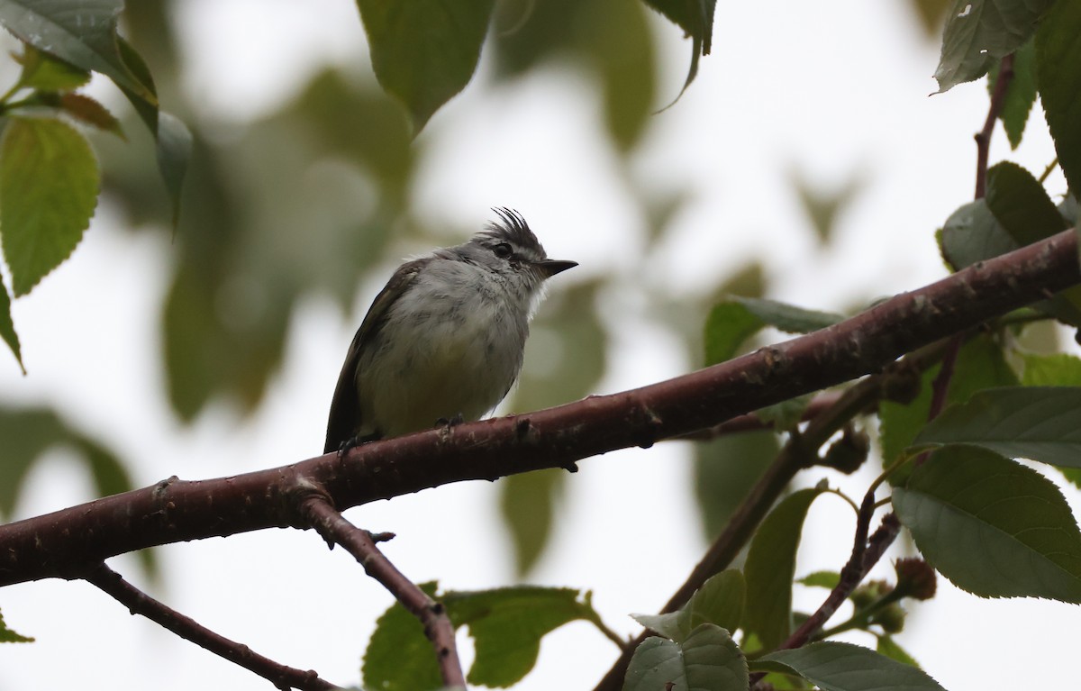 White-crested Tyrannulet - ML630314289