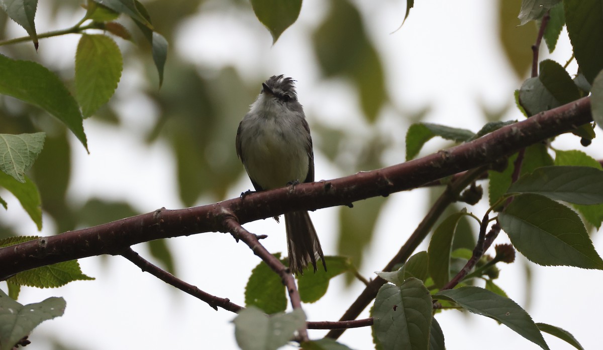 White-crested Tyrannulet - ML630314290