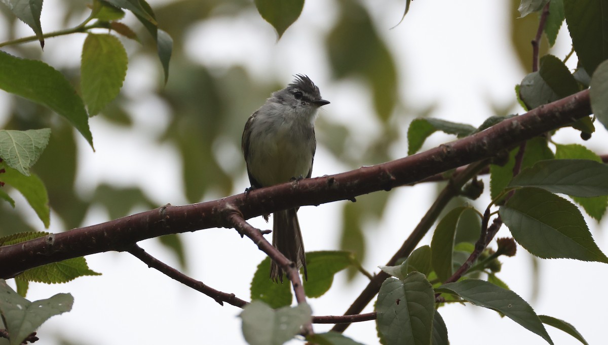 White-crested Tyrannulet - ML630314291