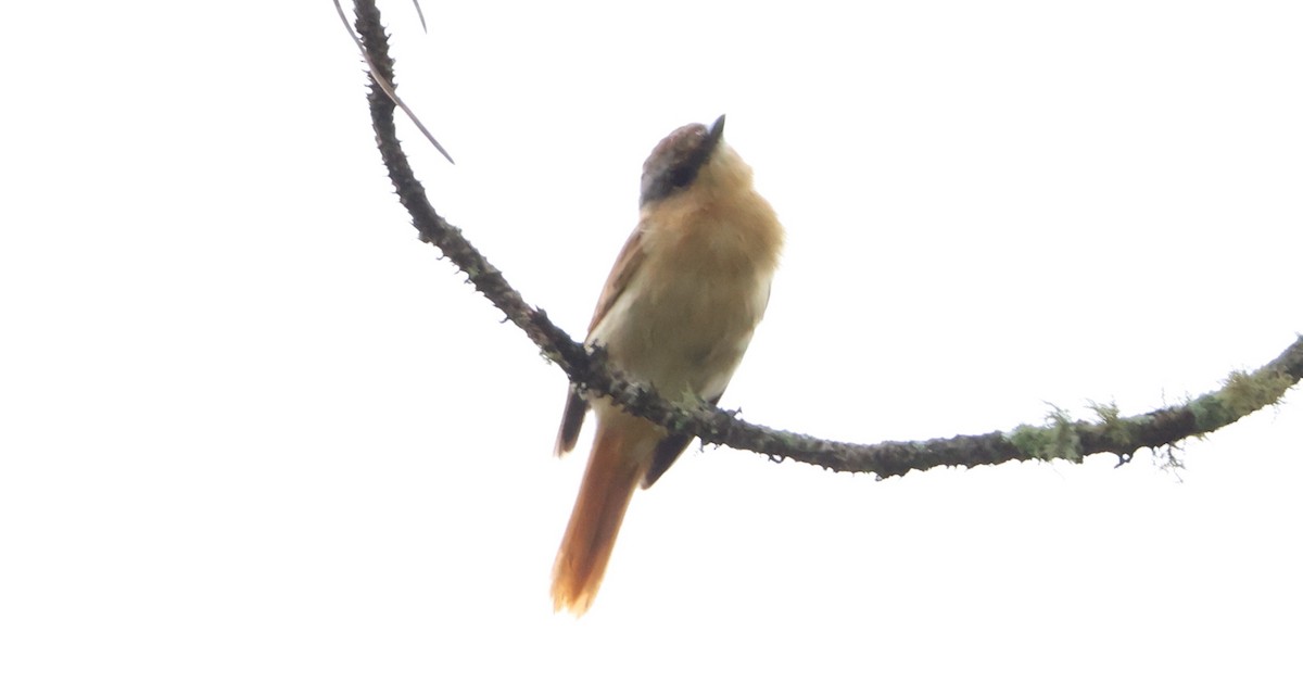 Chestnut-crowned Becard - ML630314338