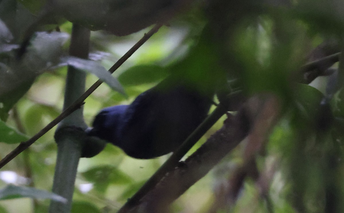 Diademed Tanager - ML630314377