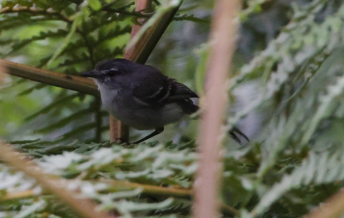 Planalto Tyrannulet - ML630314390