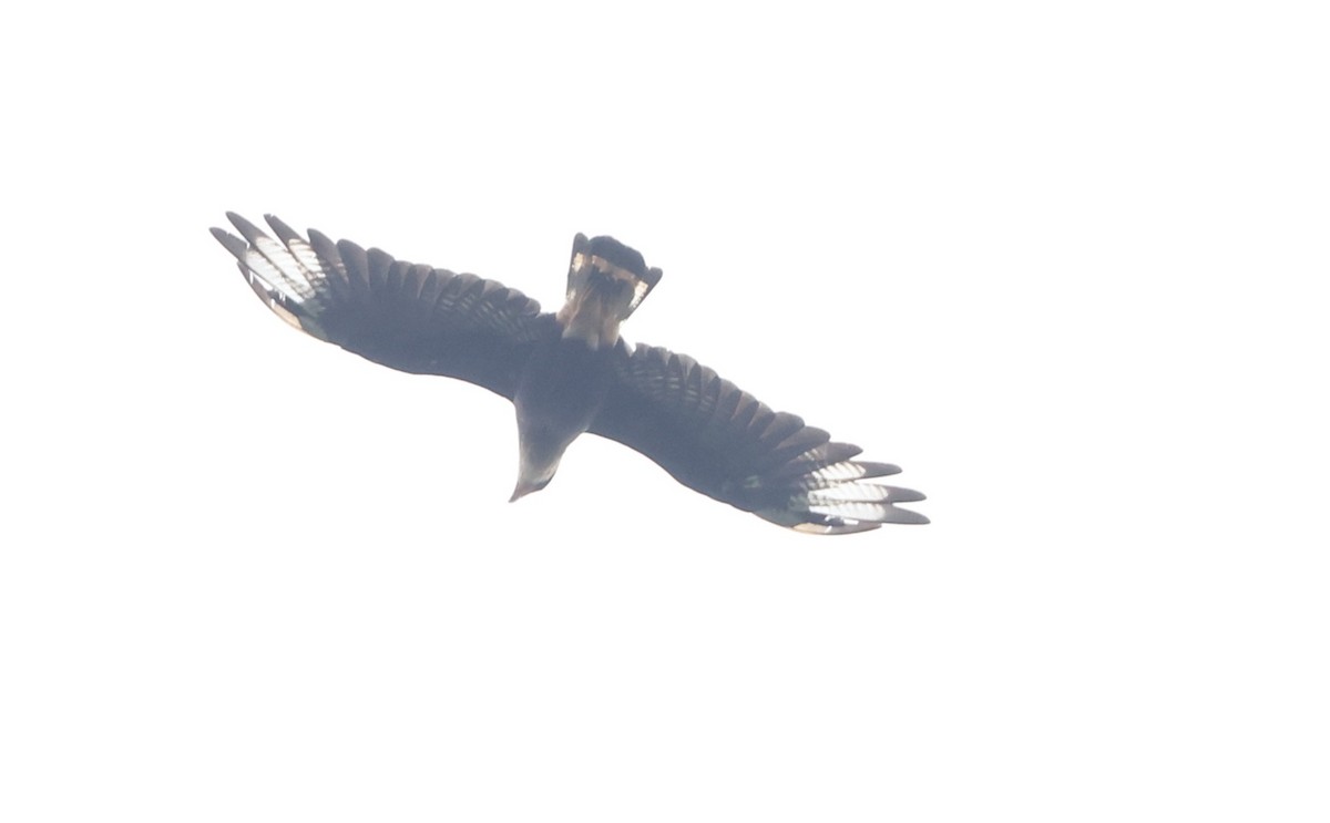 Crested Caracara (Southern) - ML630314412