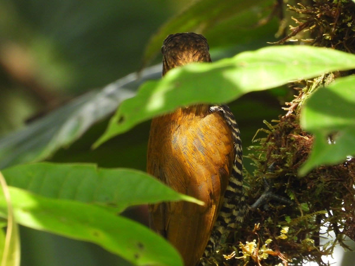 Choco Woodpecker - ML630314757