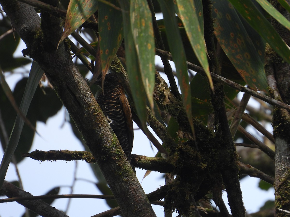 Choco Woodpecker - ML630314764