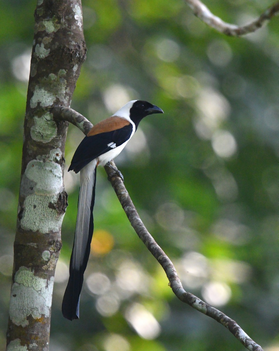 White-bellied Treepie - ML630314774