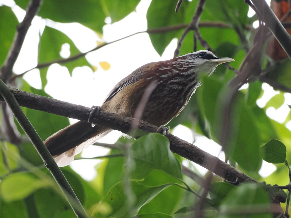 strekbrystsigdtimal - ML630314874