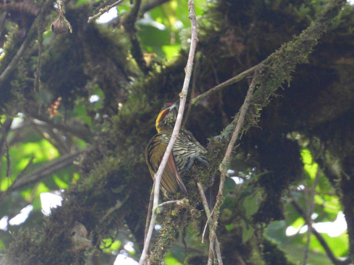 Lita Woodpecker - ML630314879