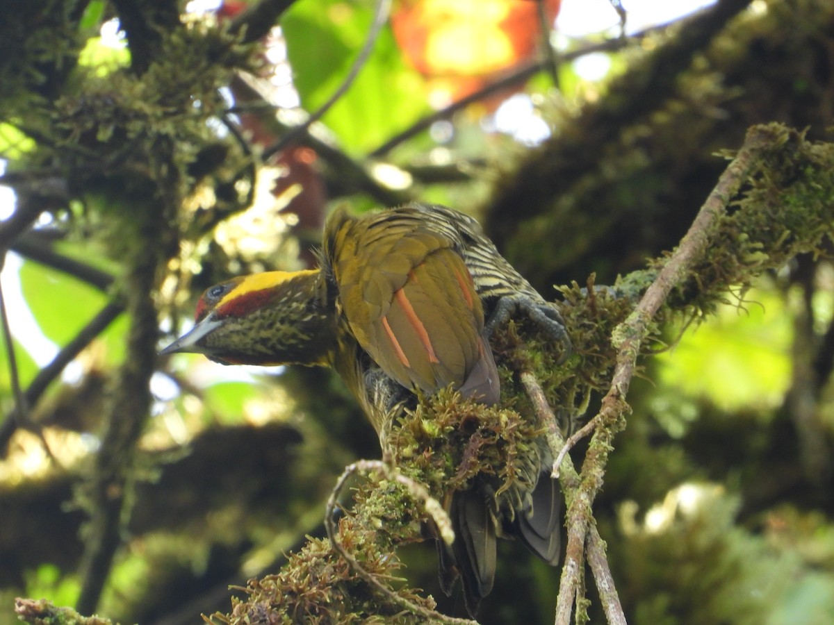 Lita Woodpecker - ML630314881