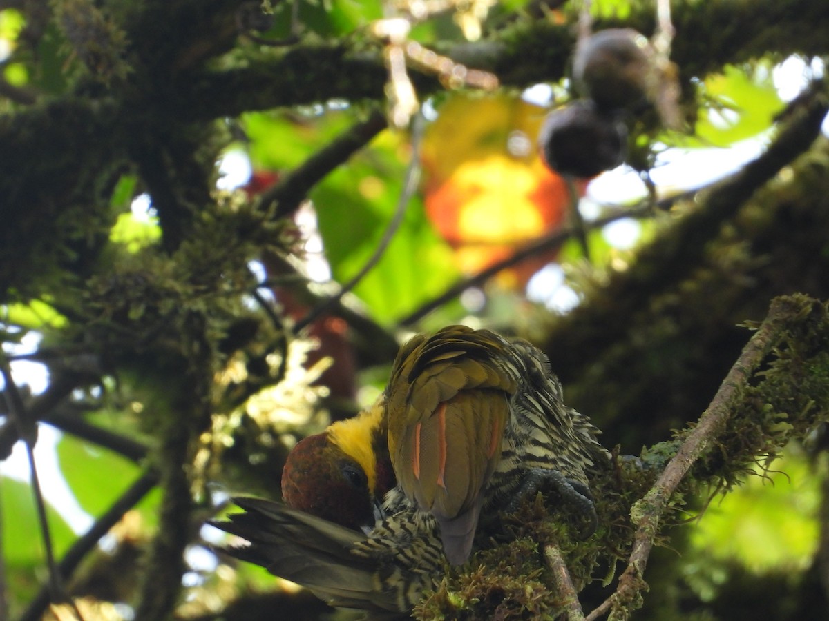 Lita Woodpecker - ML630314882