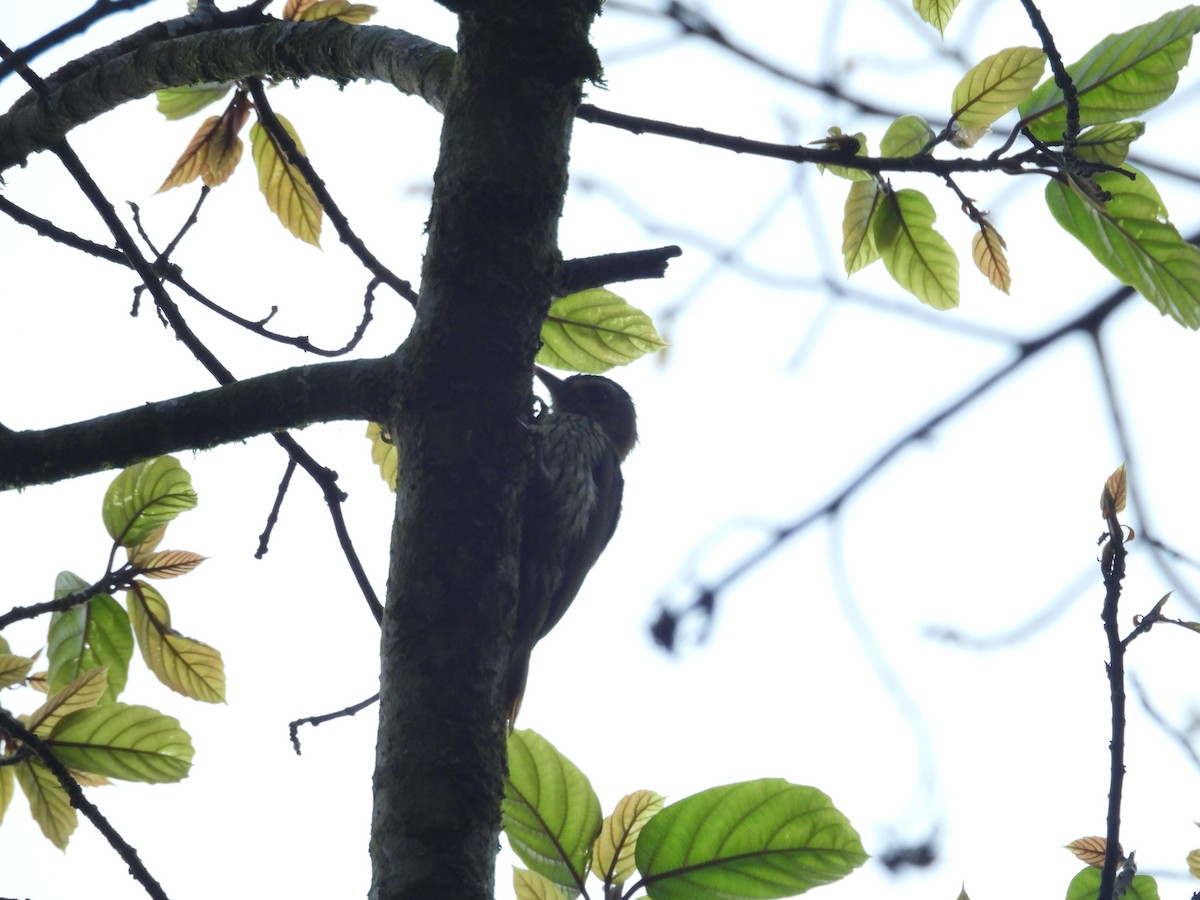 Elliot's Woodpecker (Elliot's) - ML630315294