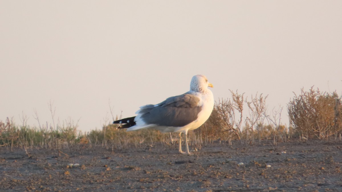 Lesser Black-backed Gull (Heuglin's) - ML630315299