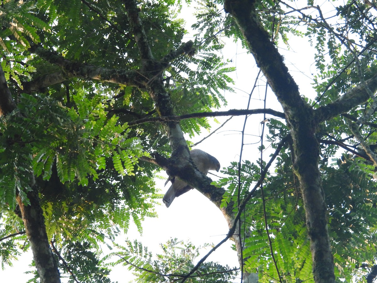 African Goshawk (Eastern) - ML630315301