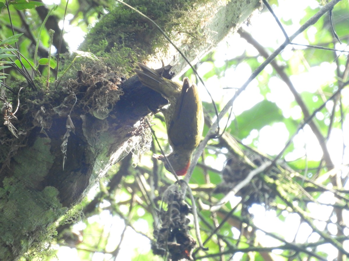 Elliot's Woodpecker (Elliot's) - ML630315350
