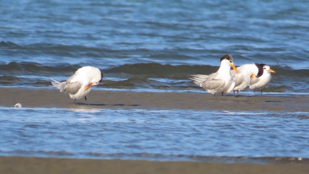 Lesser Crested Tern - ML630315396