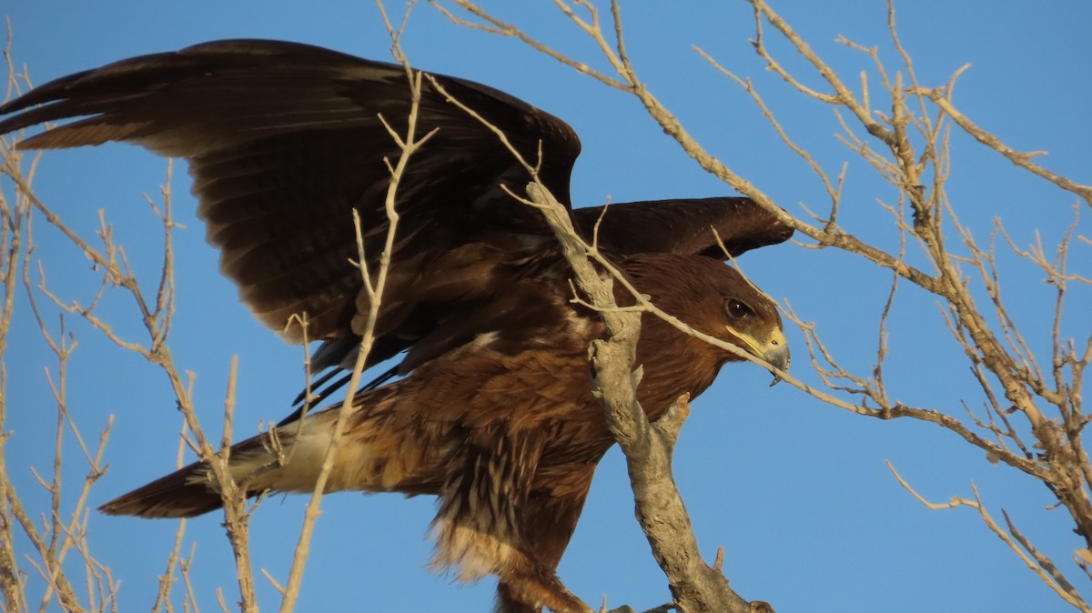 Greater Spotted Eagle - ML630315528