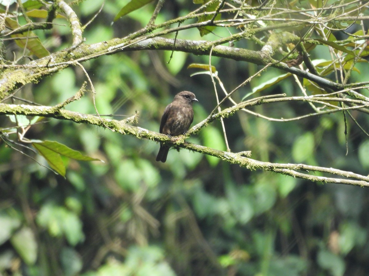 Sooty Flycatcher - ML630315530