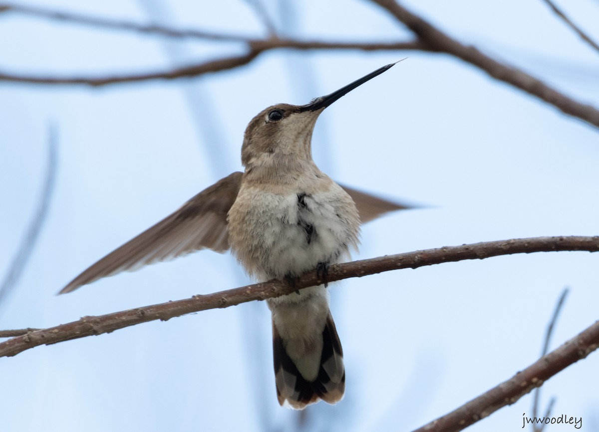 Ruby-throated Hummingbird - ML630315633