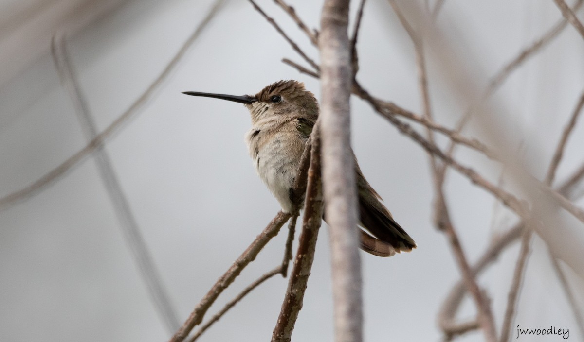 Ruby-throated Hummingbird - ML630315640