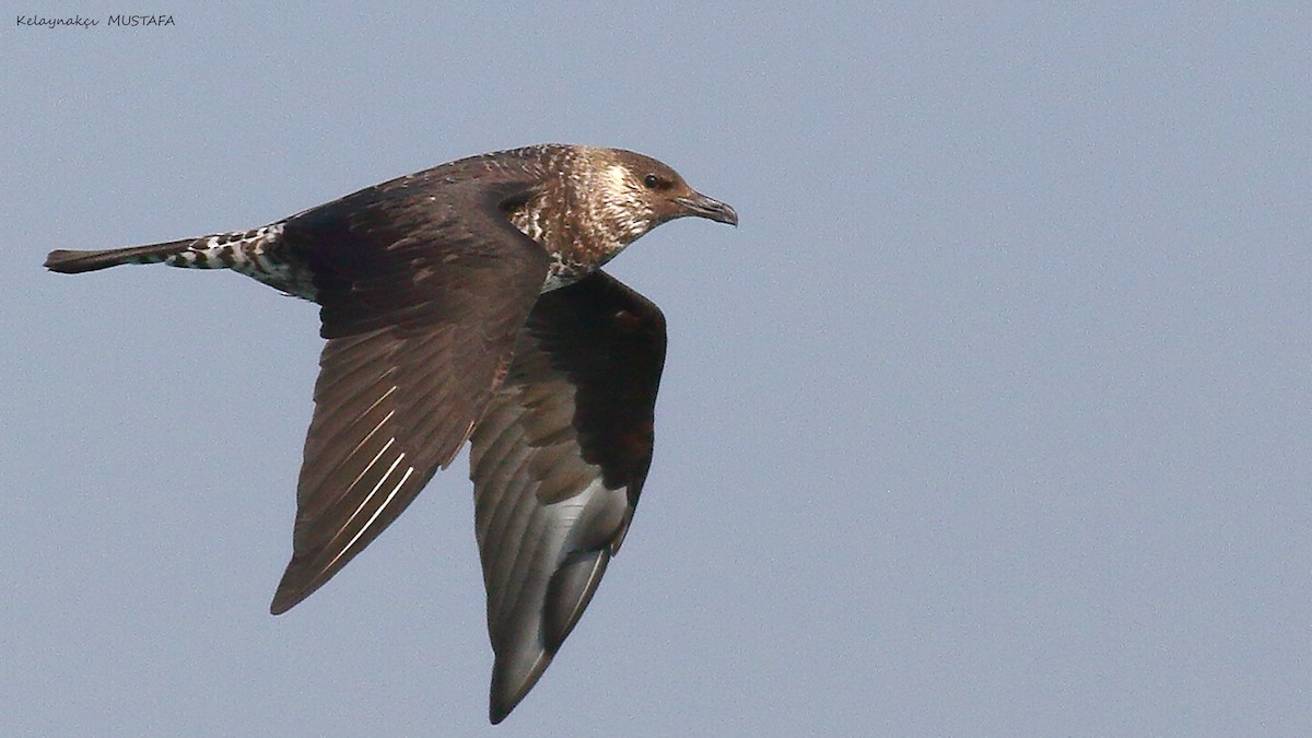 Pomarine Jaeger - ML630315719