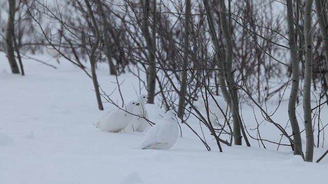 Willow Ptarmigan - ML630315794