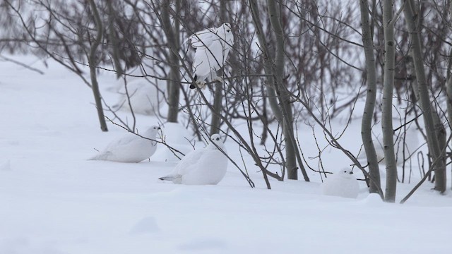 Цагаан ахууна - ML630315800