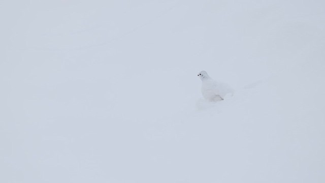 Willow Ptarmigan - ML630315805