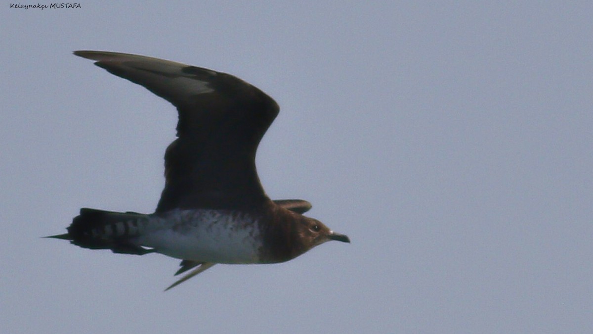 Parasitic Jaeger - ML630315866