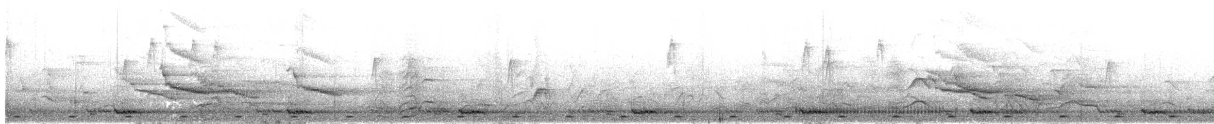 Malabar Barbeti - ML630315922