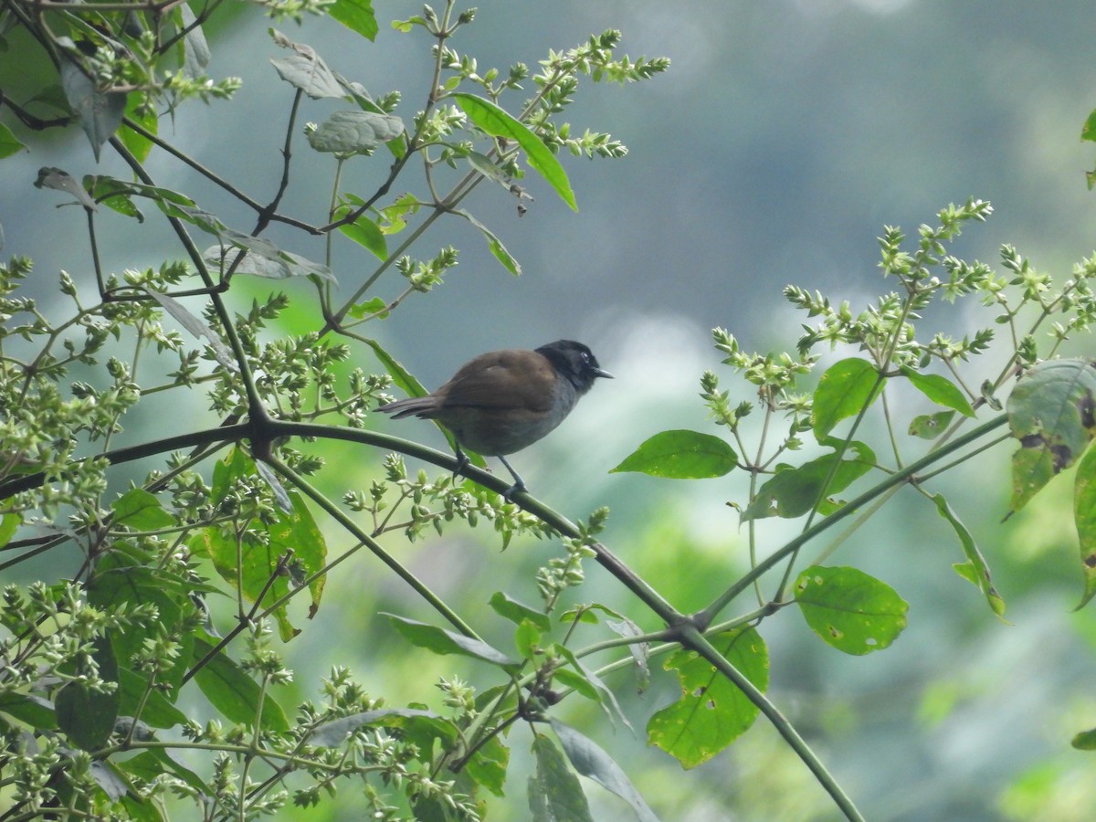 Rwenzori Hill Babbler - ML630315942