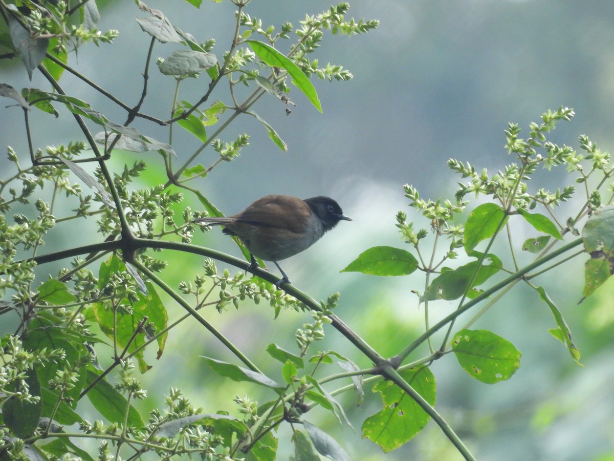 Rwenzori Hill Babbler - ML630315943
