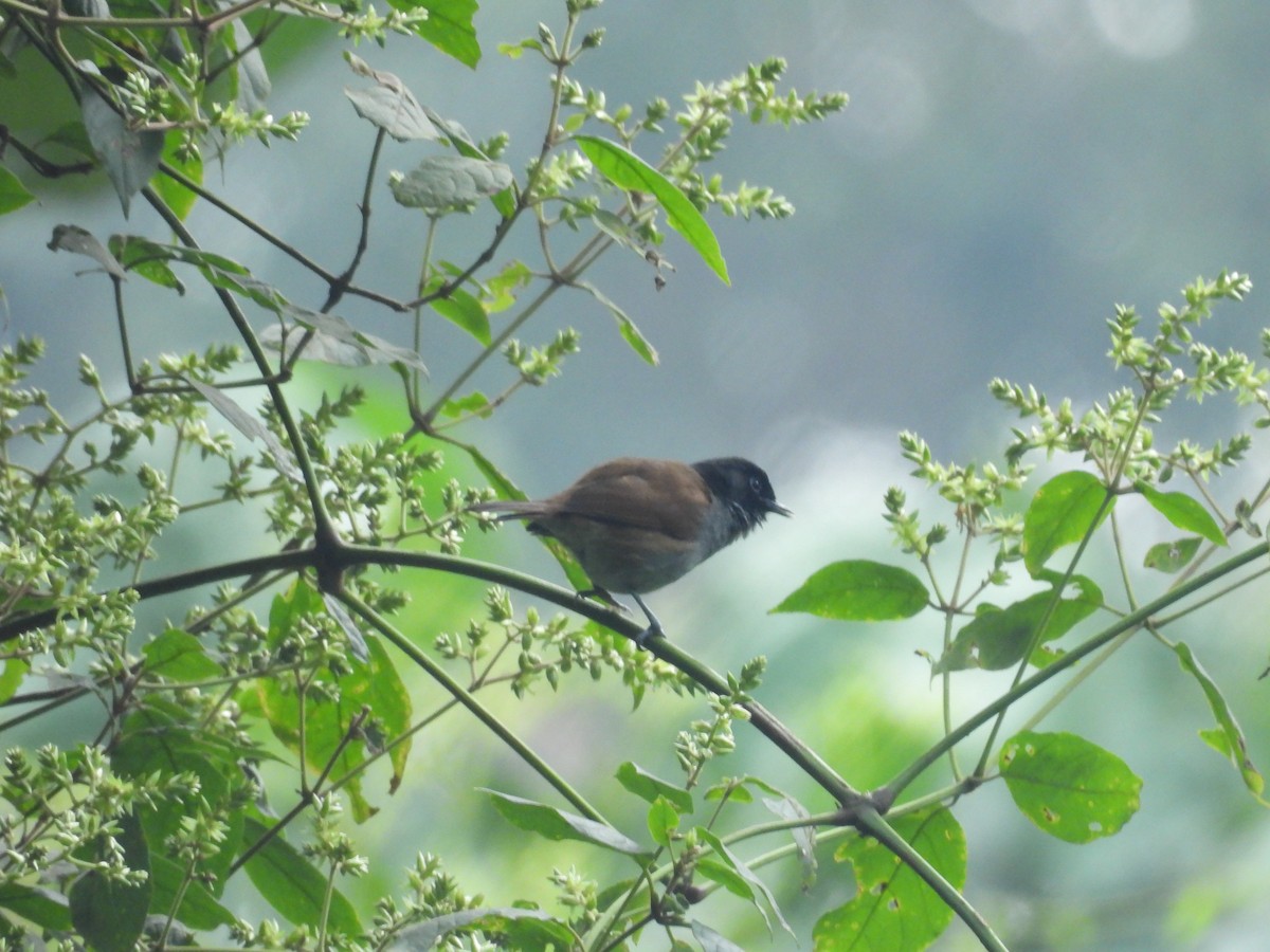Rwenzori Hill Babbler - ML630315944
