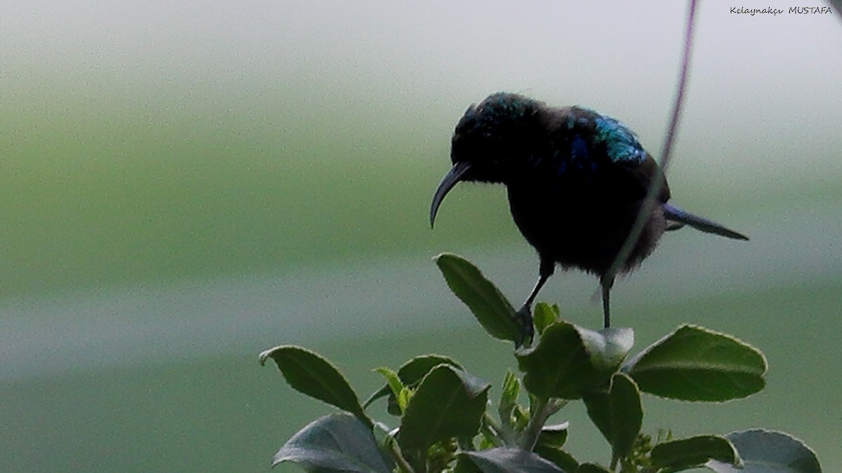 Palestine Sunbird - ML630316207