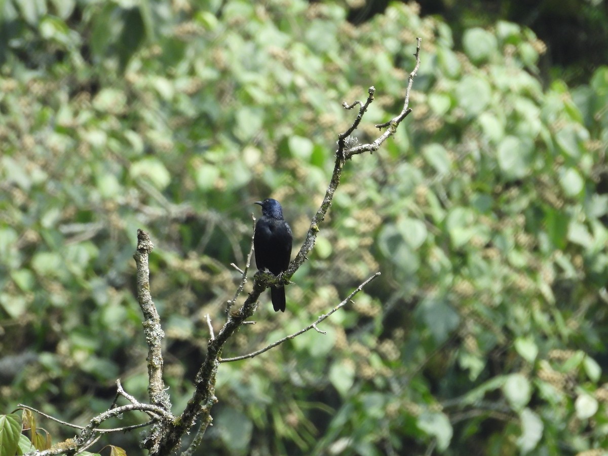 Estornino de Waller (elgonensis) - ML630316422
