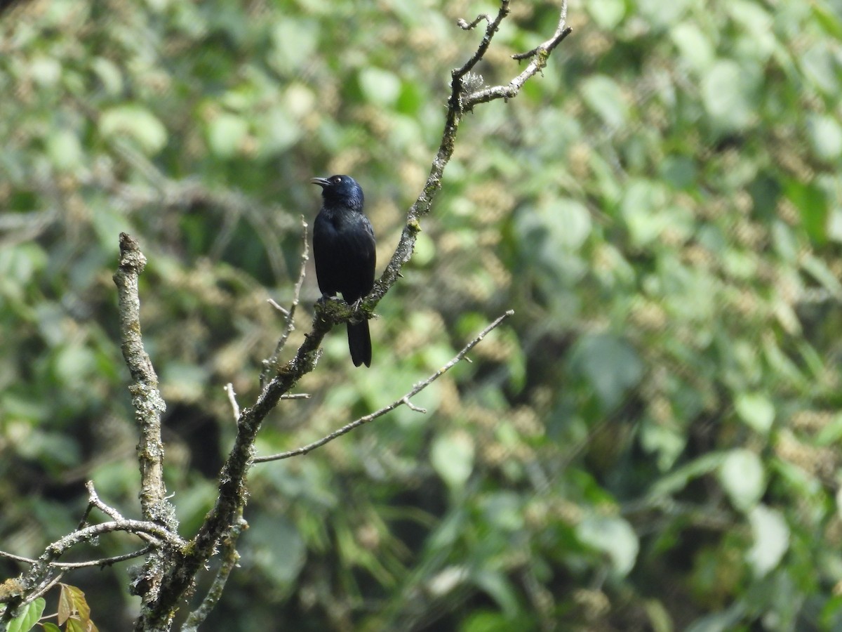 Estornino de Waller (elgonensis) - ML630316423
