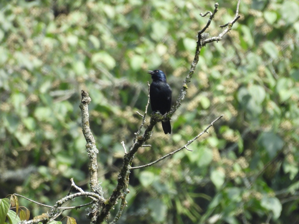 Estornino de Waller (elgonensis) - ML630316425