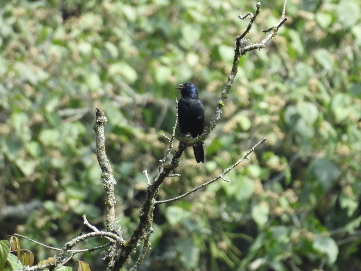 Estornino de Waller (elgonensis) - ML630316426
