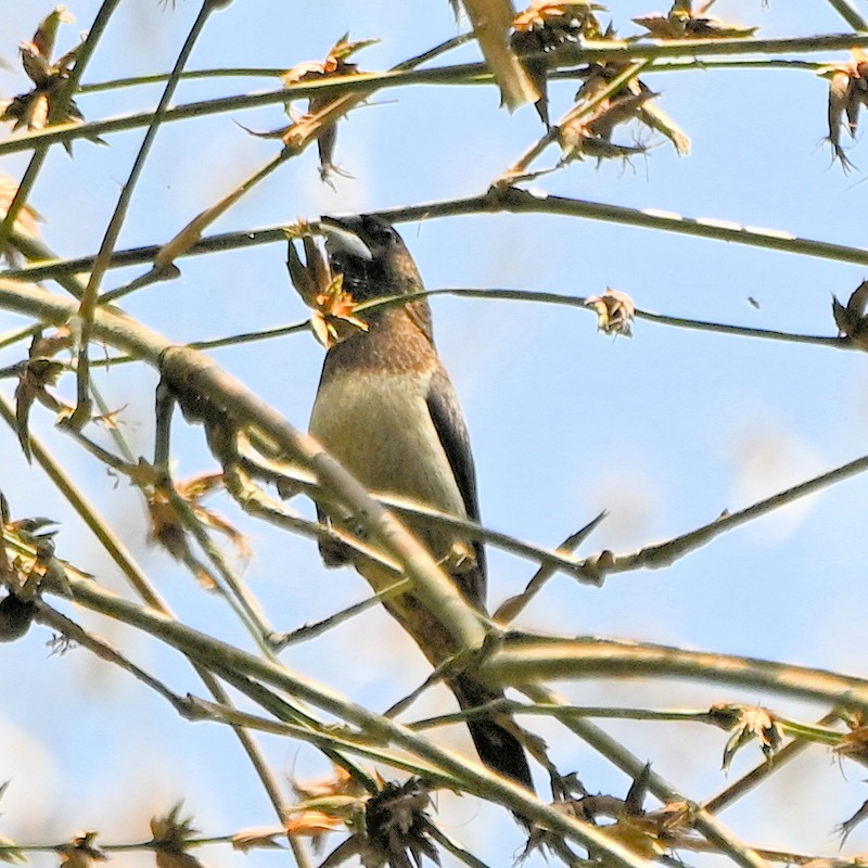 White-bellied Munia - ML630316490