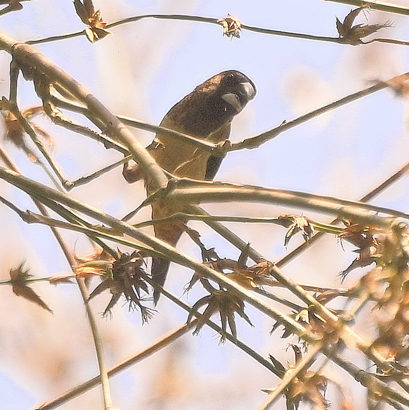 White-bellied Munia - ML630316491