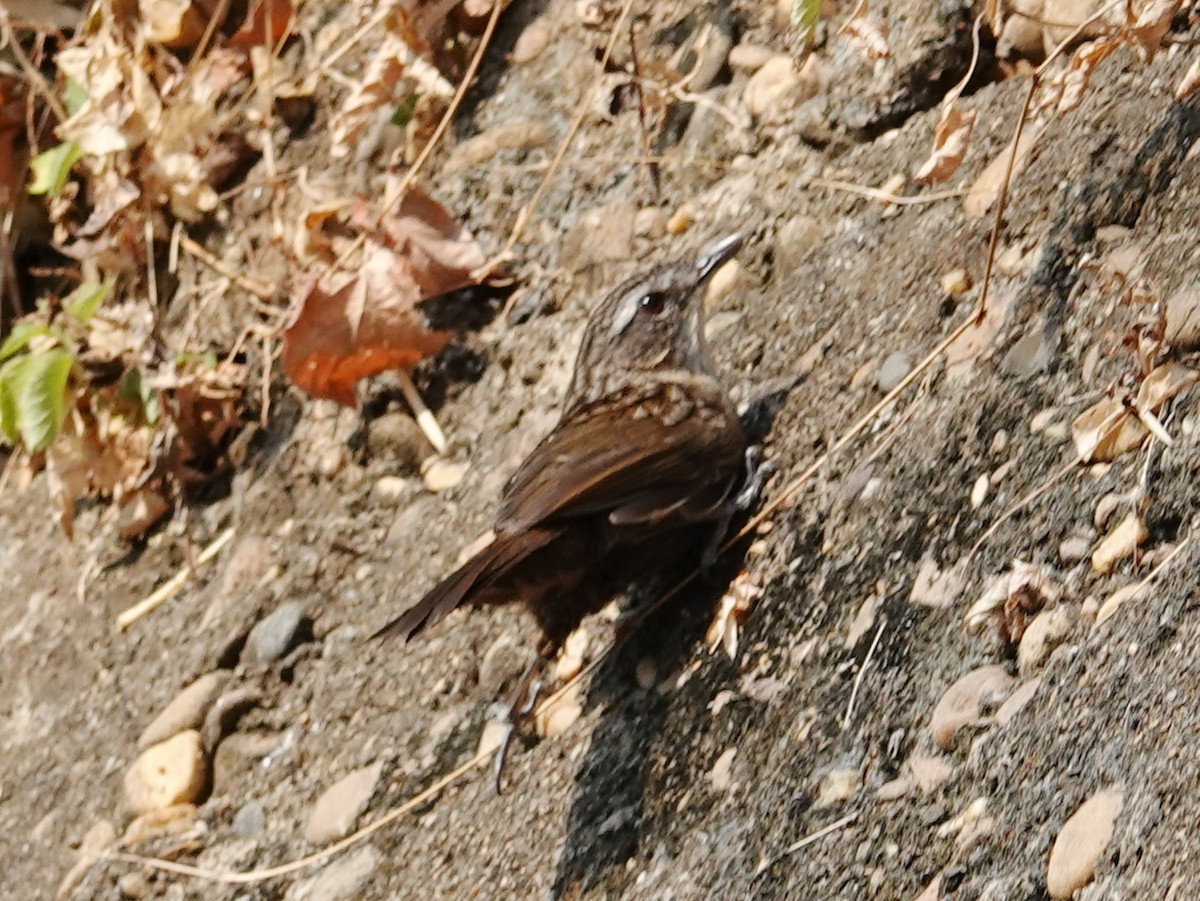 Variable Limestone Babbler - ML630316545